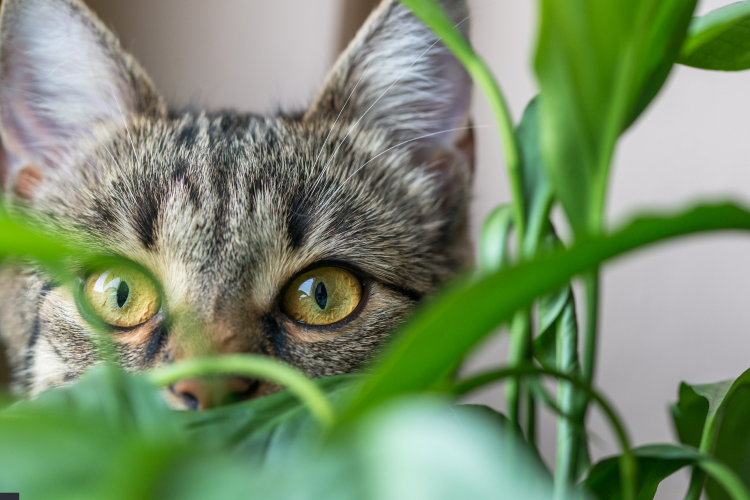 Perché il gatto fa pipì nelle piante? Cause e soluzioni efficaci Perché il gatto fa pipì nelle piante? Cause e soluzioni efficaci